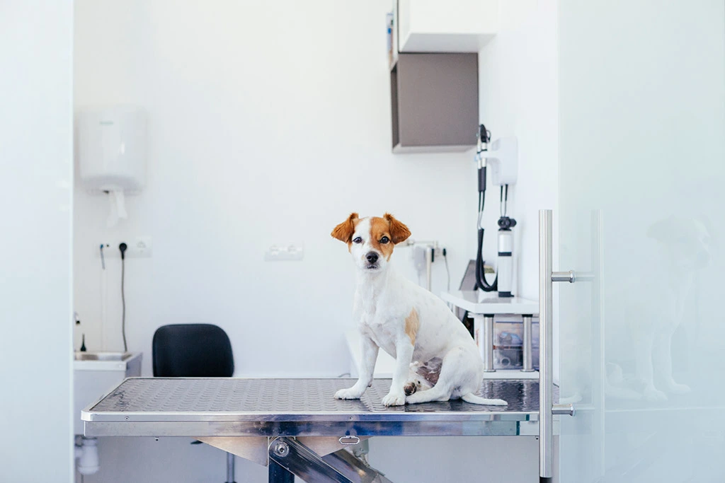 Equipos médicos para hospital veterinario