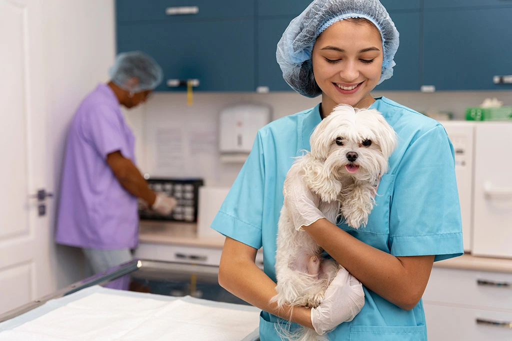 Tecnología en hospitales veterinarios: Básicos para una atención de calidad